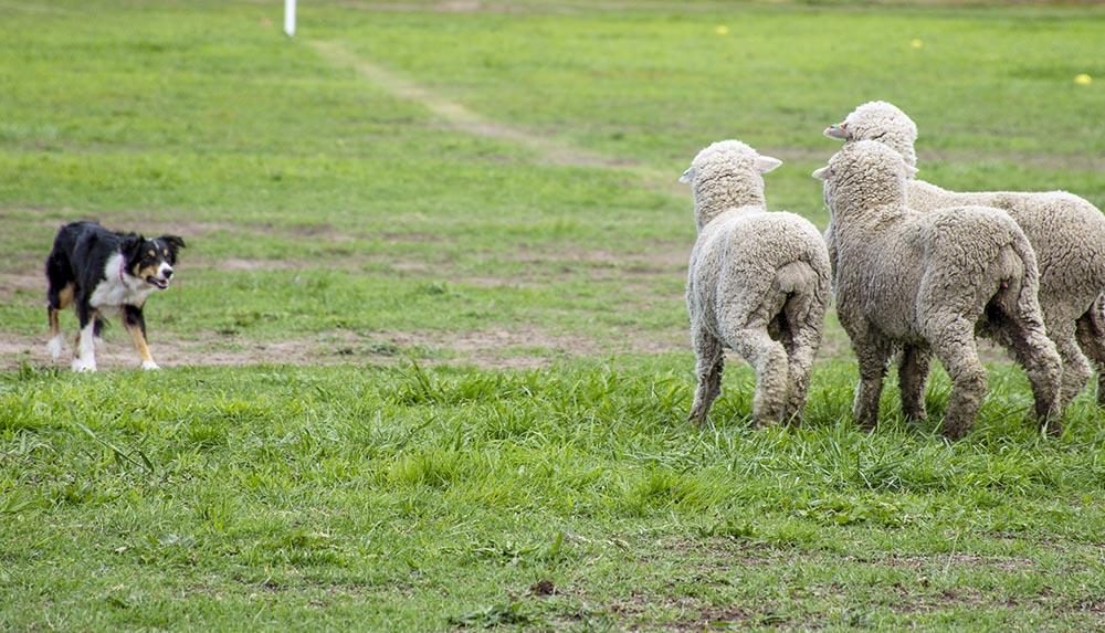 National Sheep Dog Trials Canberra