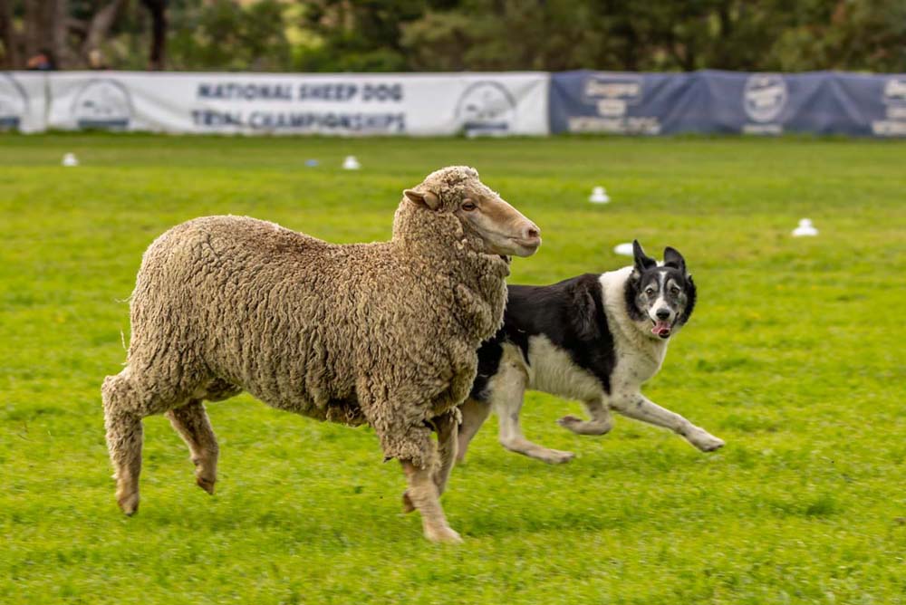 National Sheep Dog Trials Canberra