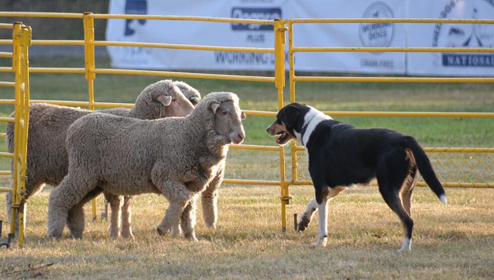 Home National Sheep Dog Trials